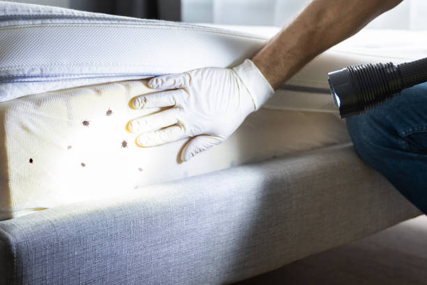 Best Flea Control Services  in Macarthur, WV