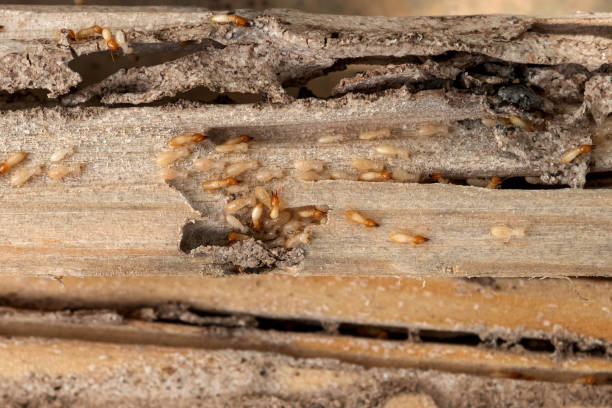 Best Pest Inspection Near Me  in Macarthur, WV